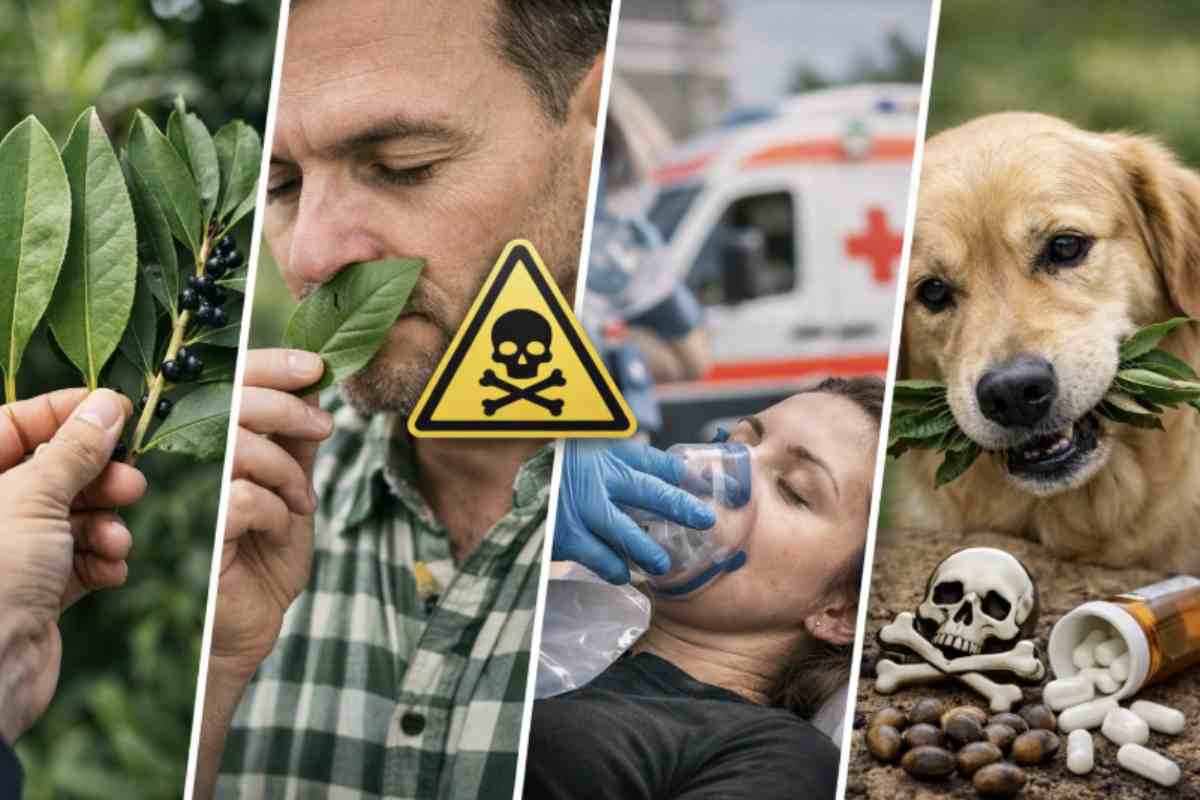 Il lauroceraso non è una pianta da sottovalutare. Le sue parti più pericolose sono foglie, semi e noccioli, dove si concentra la maggiore quantità