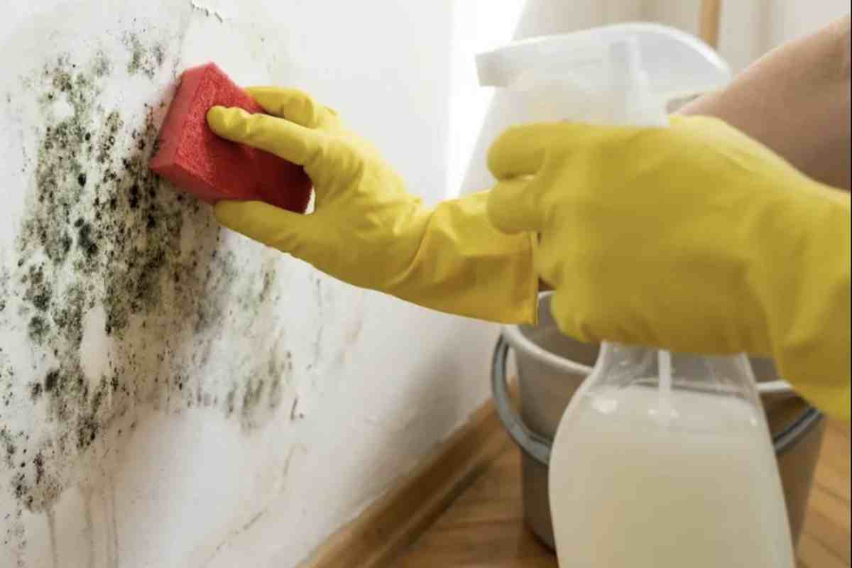 Lasciare che la muffa si espanda non è solo una questione visiva. Alcuni microrganismi, come lo Stachybotrys chartarum