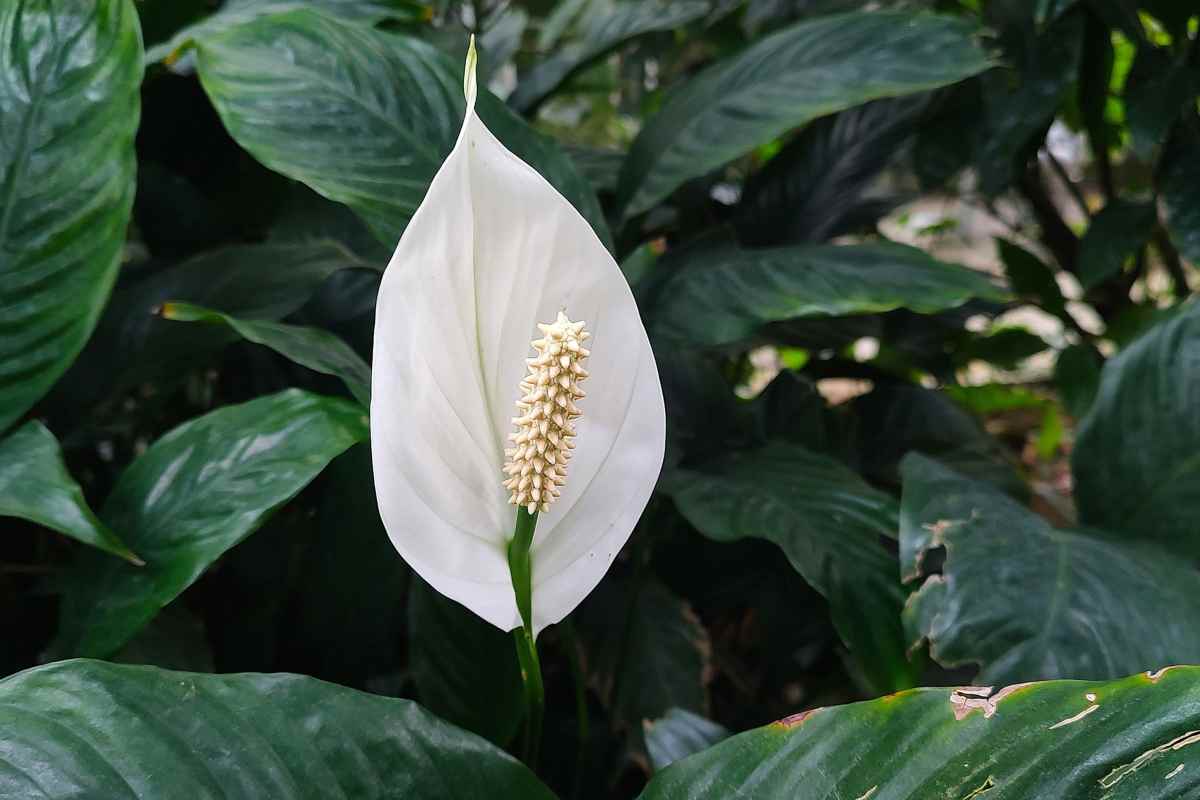 pianta anti umidità