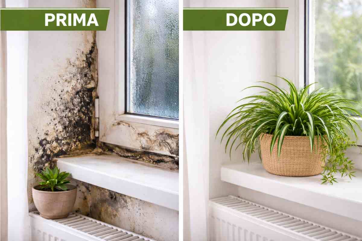 pianta anti umidità