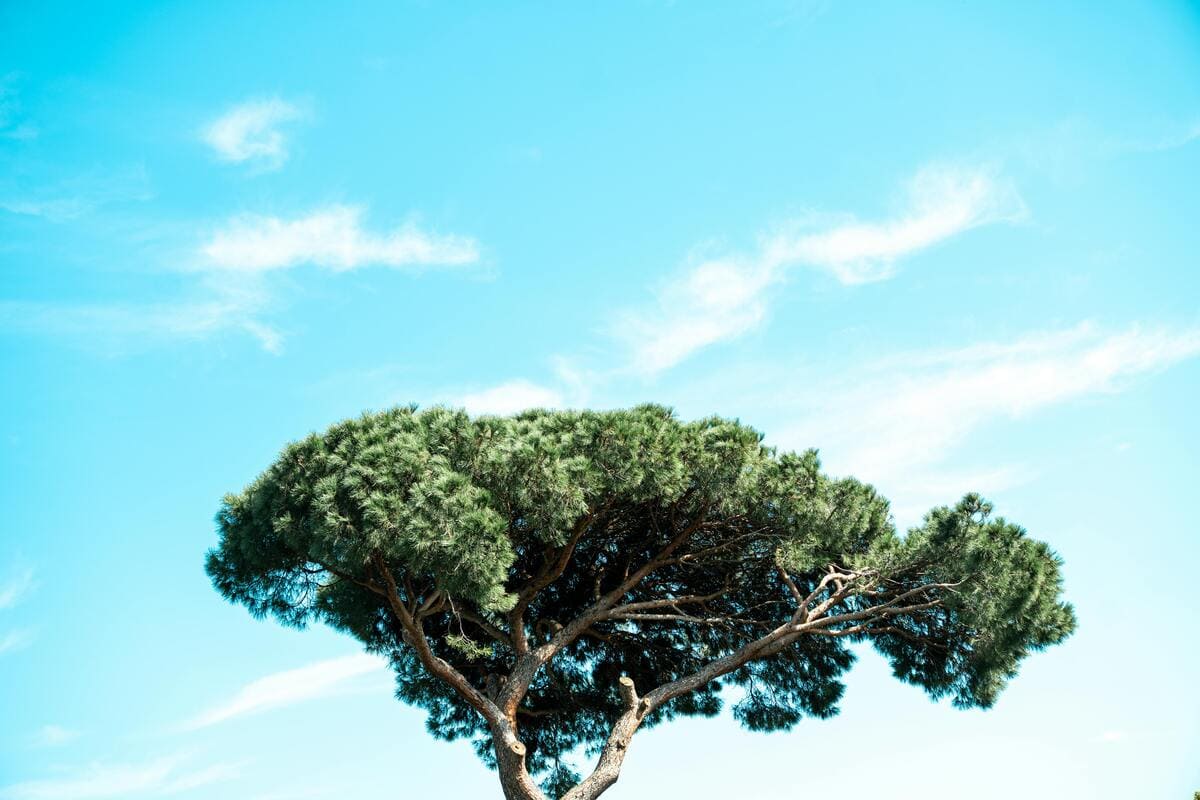 L'albero, simbolo della vita e della sopravvivenza della terra per la sua capacità di filtrare l'anidride carbonica